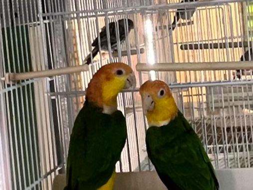 Roestkop Caique