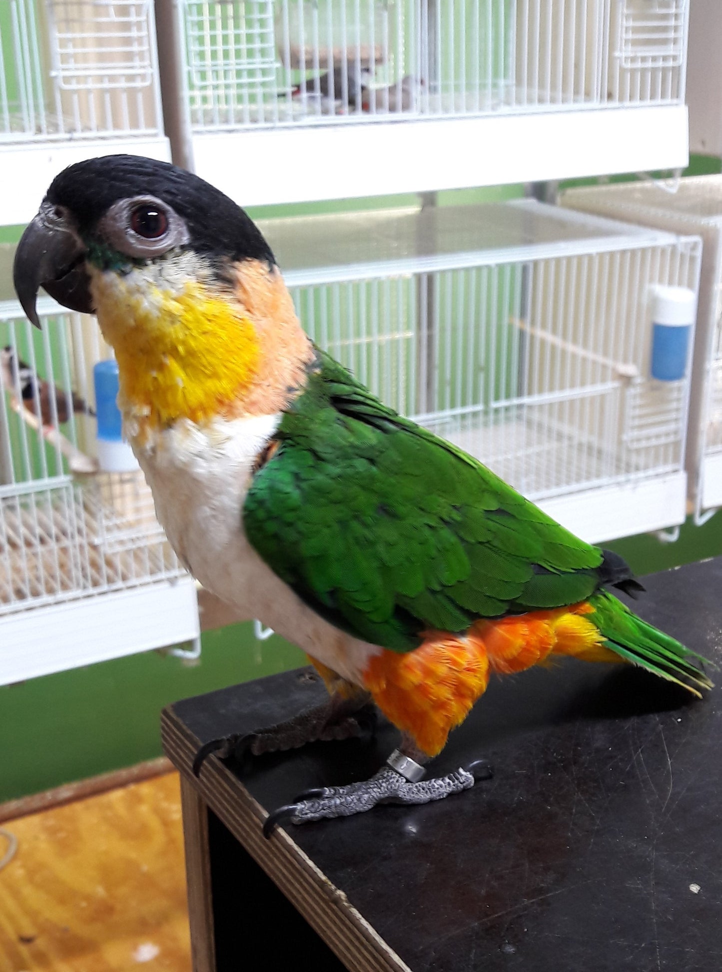 Zwartkop Caique
